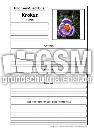 Pflanzensteckbrief-Krokus.pdf